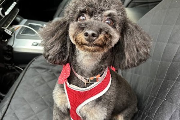 Photo associated with Harriet's Dog Spa