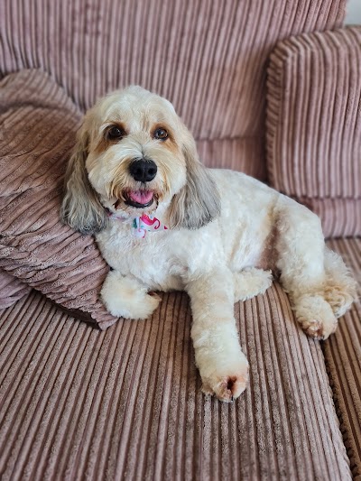 Photo associated with Harriet's Dog Spa
