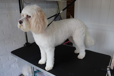 Photo associated with Pawfection Dog Groomers