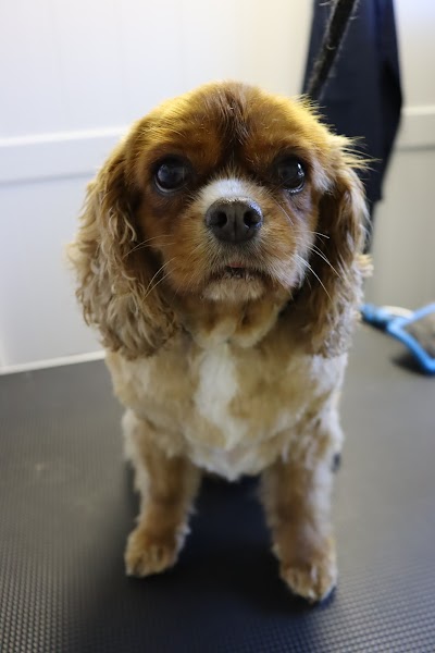 Photo associated with Pawfection Dog Groomers