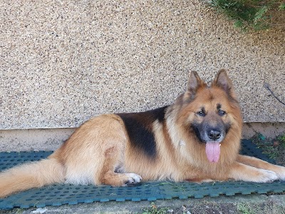 Photo associated with Tidy Dogs ltd