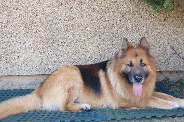 Photo associated with Tidy Dogs ltd