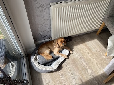 Photo associated with Tidy Dogs ltd