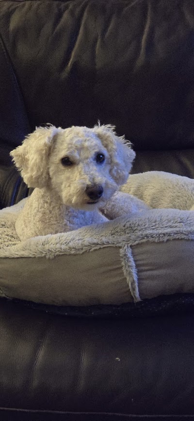Photo associated with Currie Dog Grooming