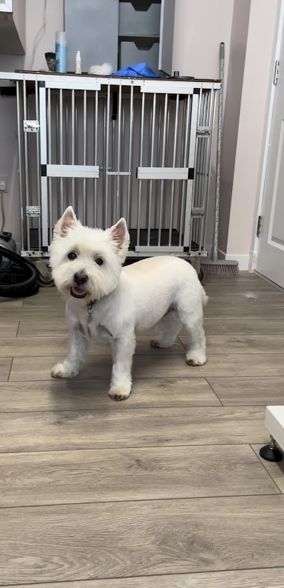 Photo associated with Pawzazz Dog Grooming