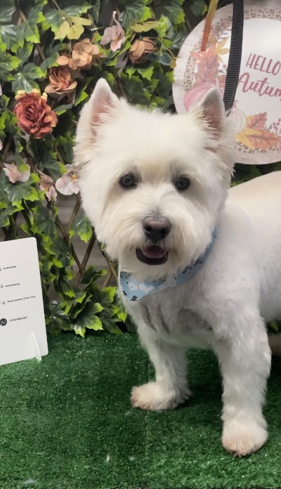 Photo associated with Pawzazz Dog Grooming