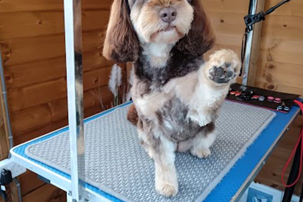 Photo associated with Holly's House Dog Grooming - Lincoln