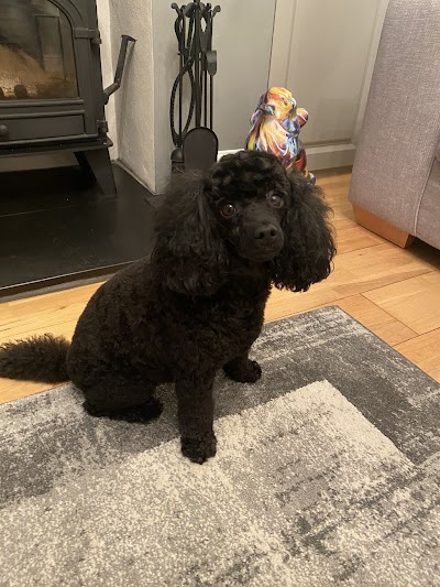 Photo associated with Grooming Furbulous Darling
