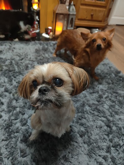 Photo associated with Grooming Furbulous Darling
