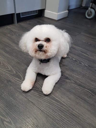 Photo associated with Grooming Furbulous Darling