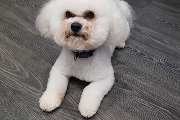 Photo associated with Grooming Furbulous Darling