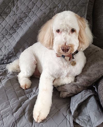 Photo associated with Cuddly Cuts Dog Grooming