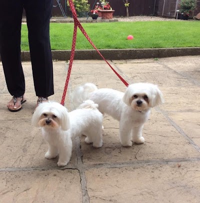 Photo associated with Cuddly Cuts Dog Grooming