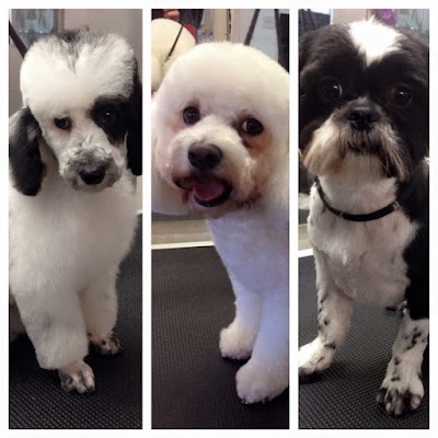 Photo associated with Platinum Dog Grooming