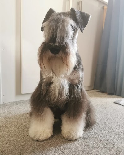Photo associated with Platinum Dog Grooming