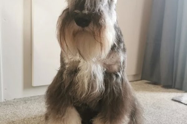 Photo associated with Platinum Dog Grooming