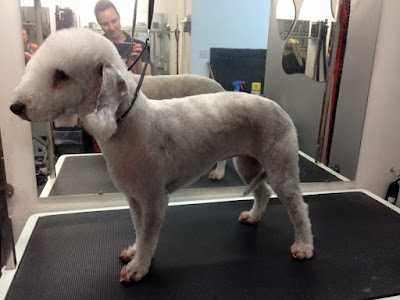 Photo associated with Platinum Dog Grooming