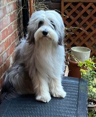 Photo associated with Denham’s Den Dog Grooming