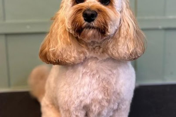 Photo associated with Furry Tails Dog Grooming