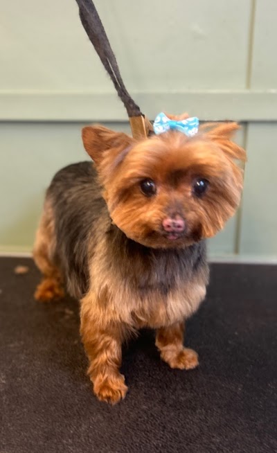 Photo associated with Furry Tails Dog Grooming