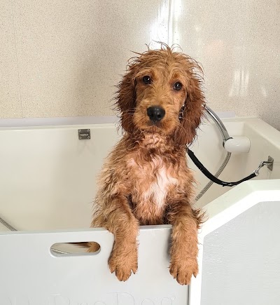 Photo associated with Yogi Mobile Dog Grooming Service
