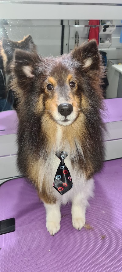 Photo associated with Yogi Mobile Dog Grooming Service