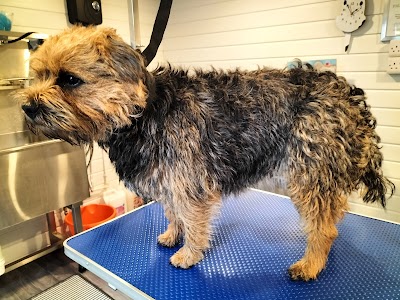 Photo associated with Nose2tail dog groomers