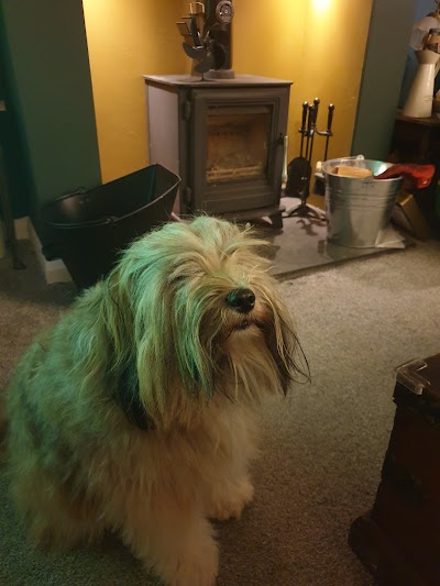 Photo associated with A & M Dog Grooming