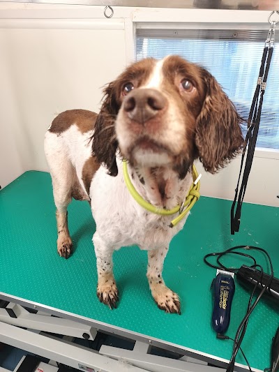 Photo associated with Shampoodles Mobile Dog Grooming
