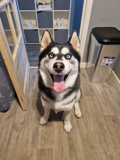 Photo associated with Shampoodles Mobile Dog Grooming