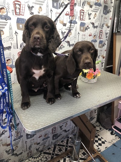 Photo associated with Tanya's Dog Grooming