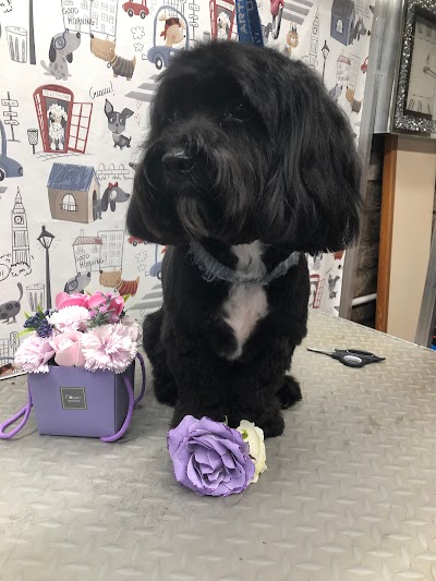 Photo associated with Tanya's Dog Grooming