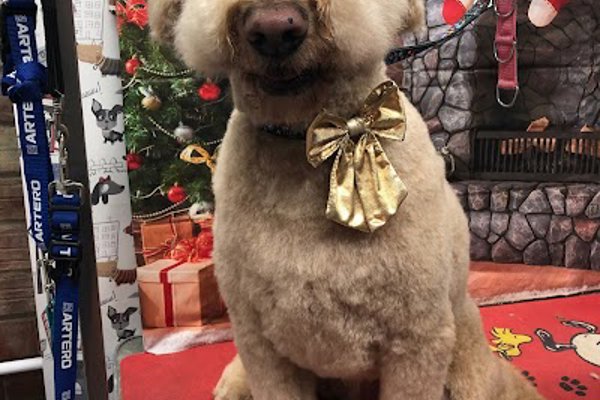 Photo associated with Tanya's Dog Grooming