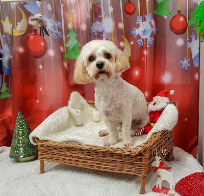 Photo associated with Grooming Marvellous