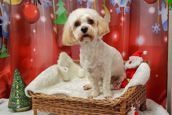 Photo associated with Grooming Marvellous