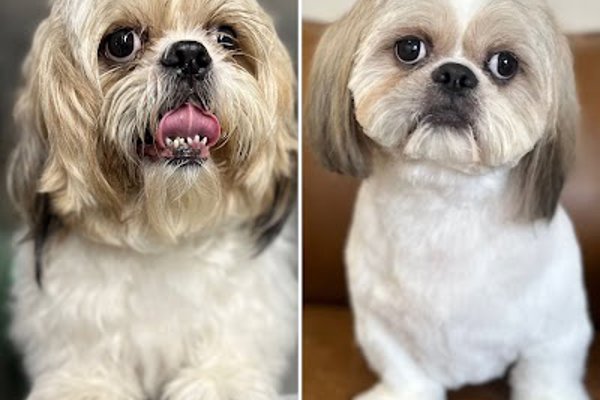 Photo associated with Soulmates Pet Wellness & Beauty