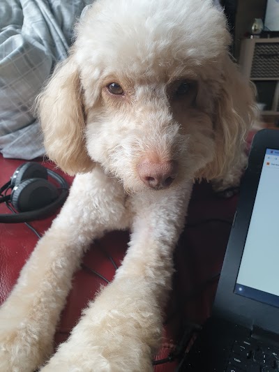 Photo associated with Boney's Dog Groomers