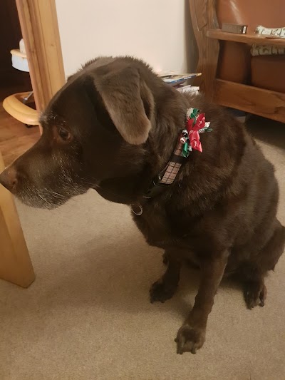 Photo associated with Allsorts Dog Grooming