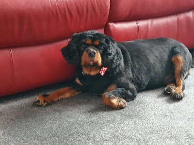 Photo associated with Allsorts Dog Grooming