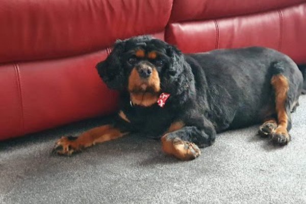 Photo associated with Allsorts Dog Grooming