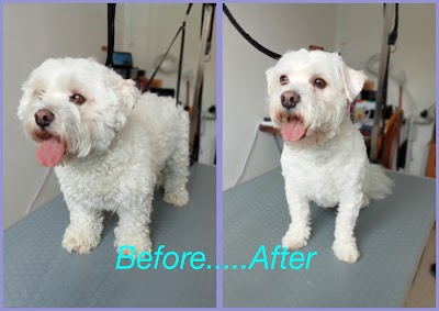 Photo associated with Pamper And Play Pet Grooming