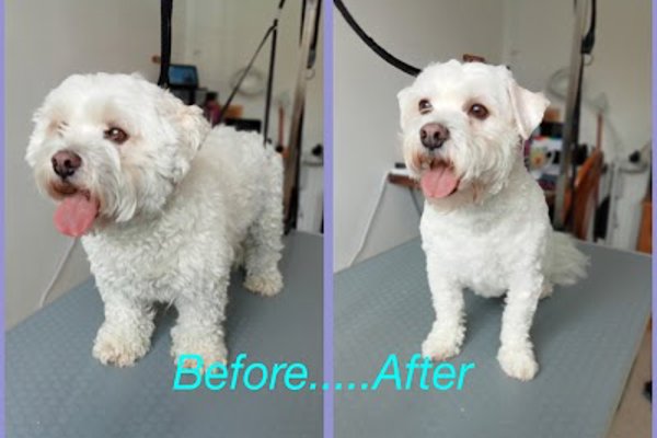 Photo associated with Pamper And Play Pet Grooming
