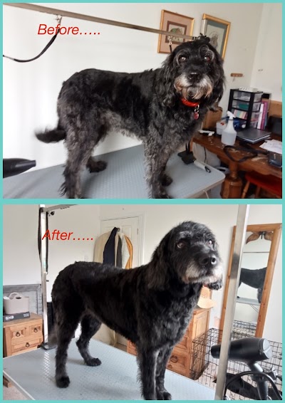 Photo associated with Pamper And Play Pet Grooming