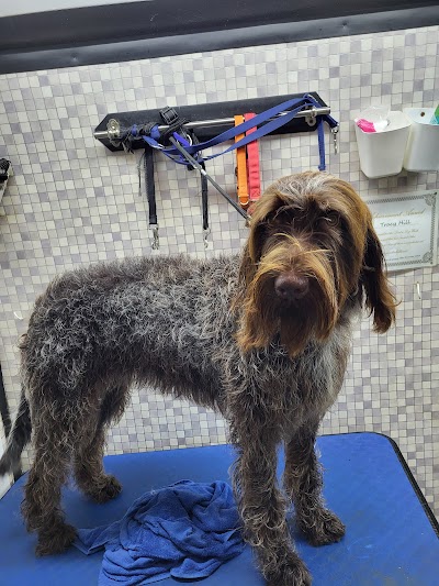 Photo associated with Dial a Dog Wash Chingford, South Woodford & surrounding