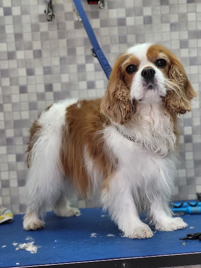Photo associated with Dial a Dog Wash Chingford, South Woodford & surrounding