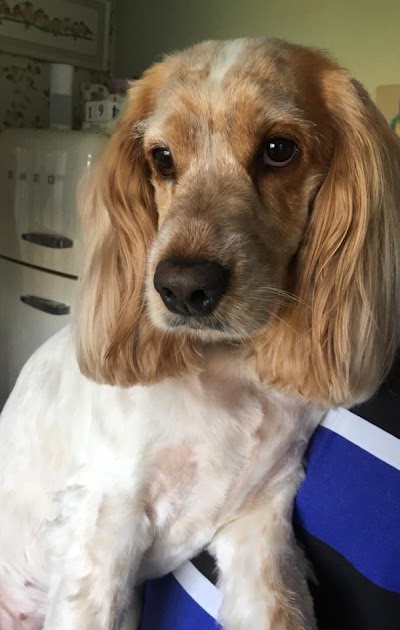 Photo associated with Comb & Collar Home Mobile Dog Groomers