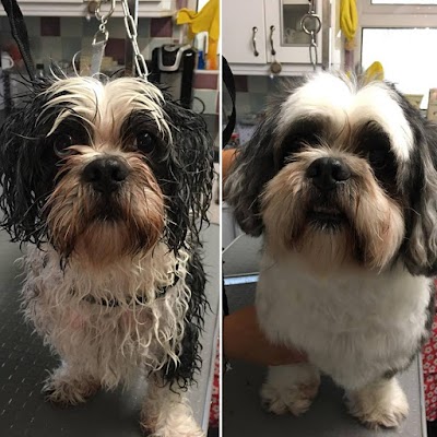 Photo associated with Comb & Collar Home Mobile Dog Groomers