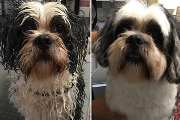 Photo associated with Comb & Collar Home Mobile Dog Groomers