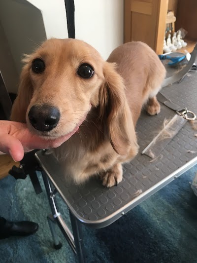Photo associated with Comb & Collar Home Mobile Dog Groomers