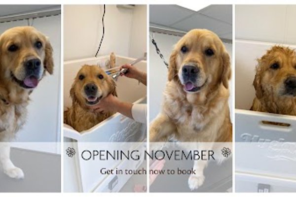 Photo associated with Daisy Chain Dog Grooming